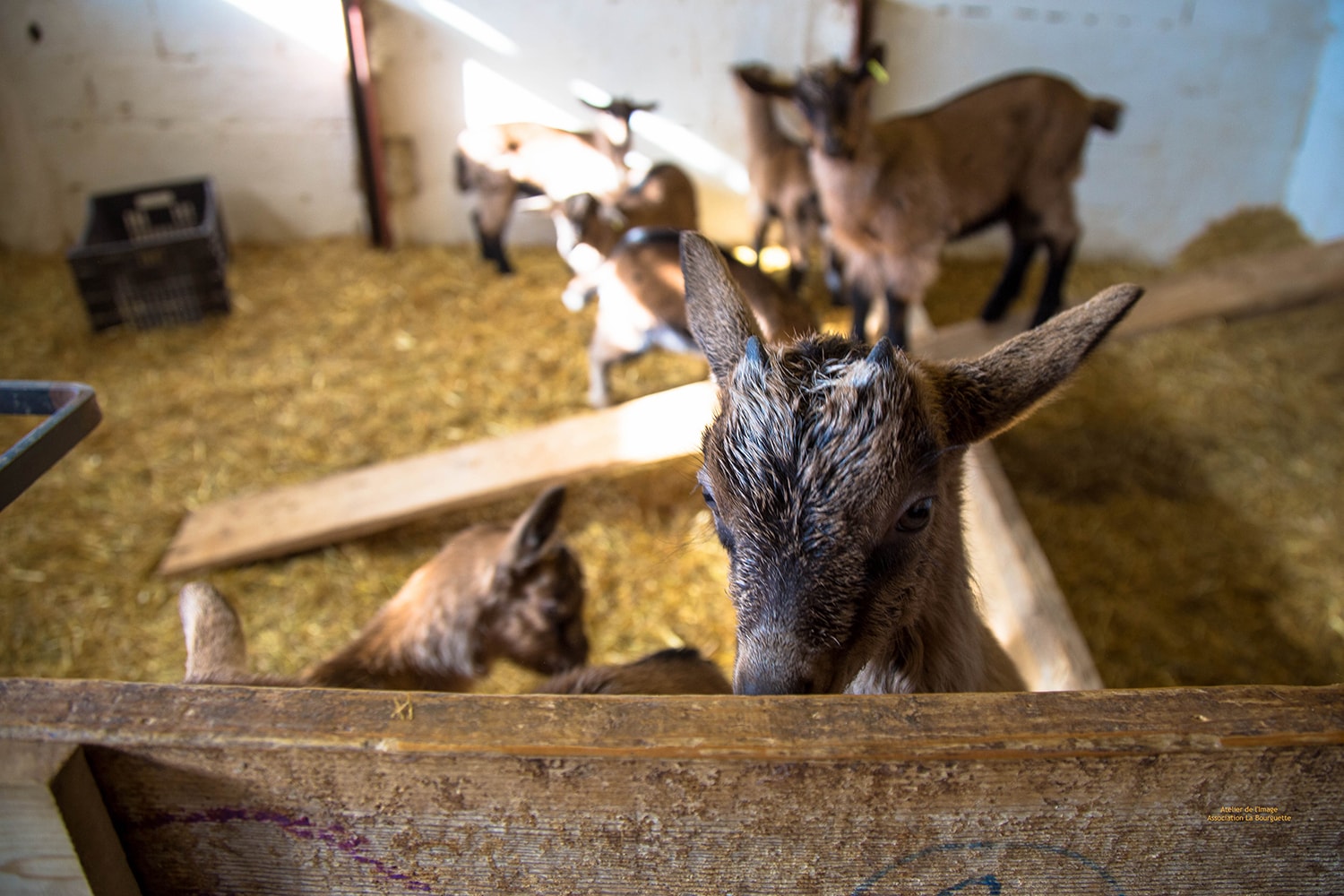 nos productions elevage