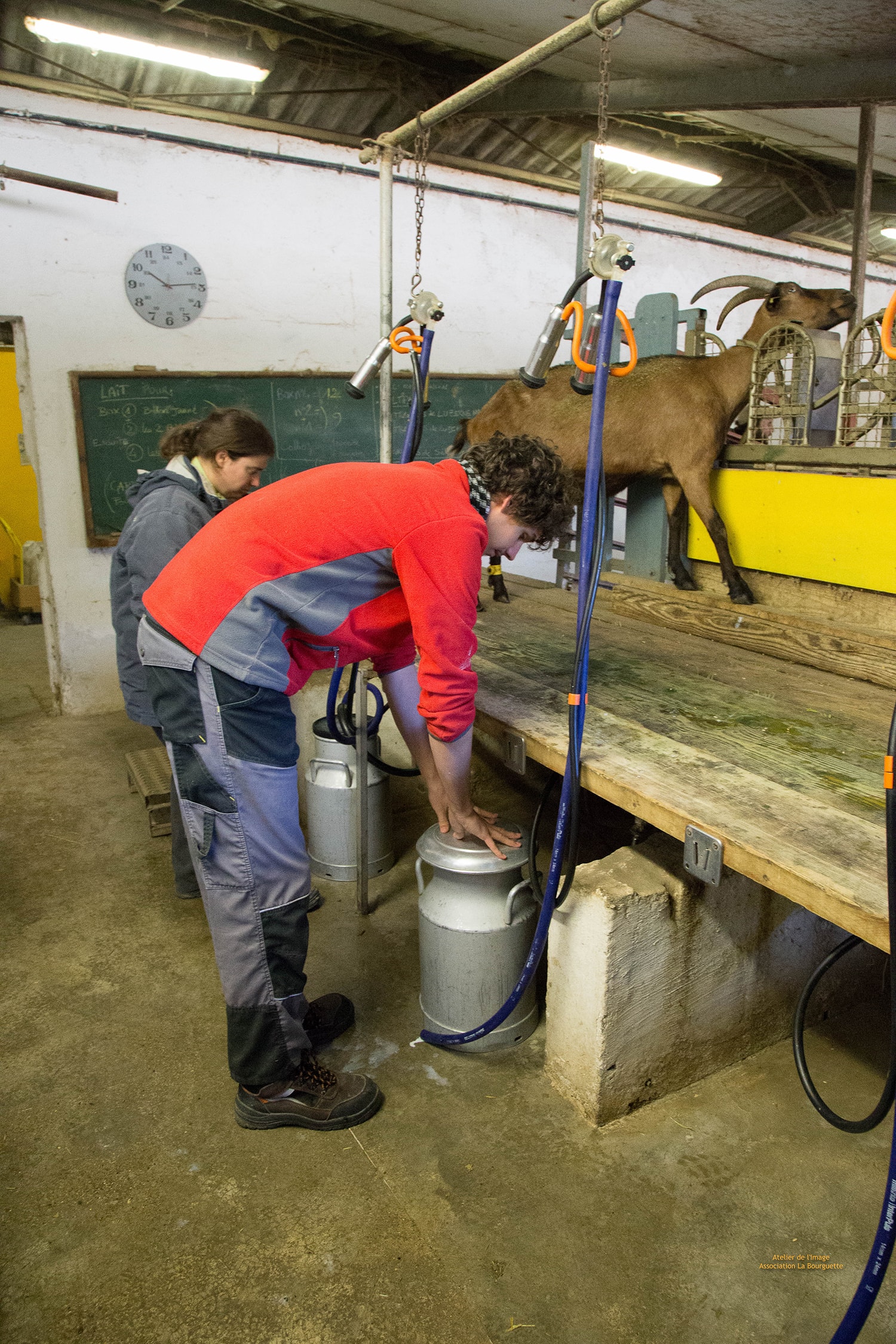 nos productions elevage