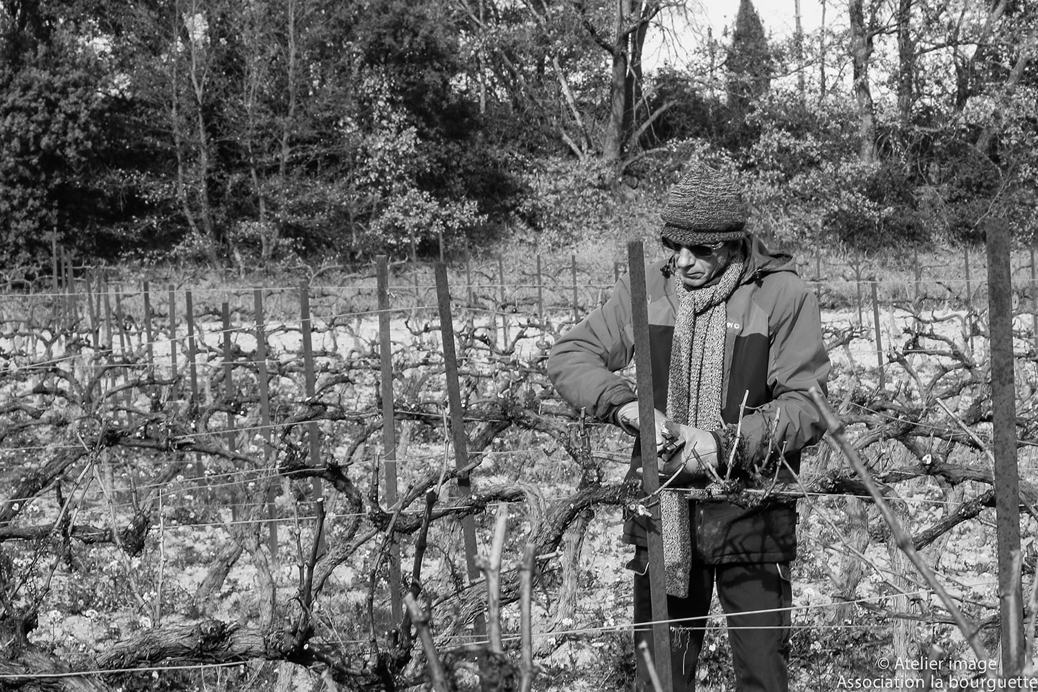 nos productions viticulture