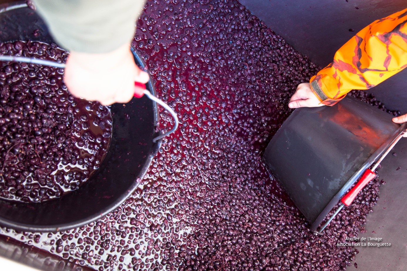 viticulture la bourguette