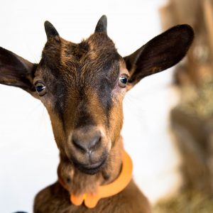 La promenade des chèvres