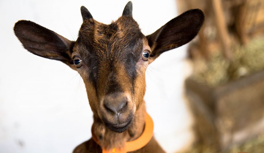 La promenade des chèvres La promenade des chèvres