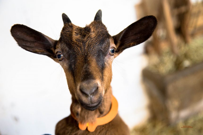 La promenade des chèvres La promenade des chèvres