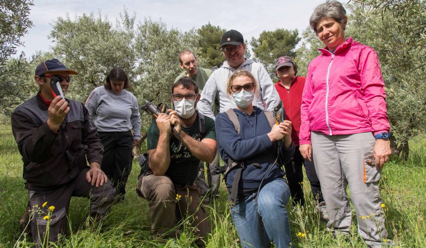 La taille des oliviers en image La taille des oliviers en image