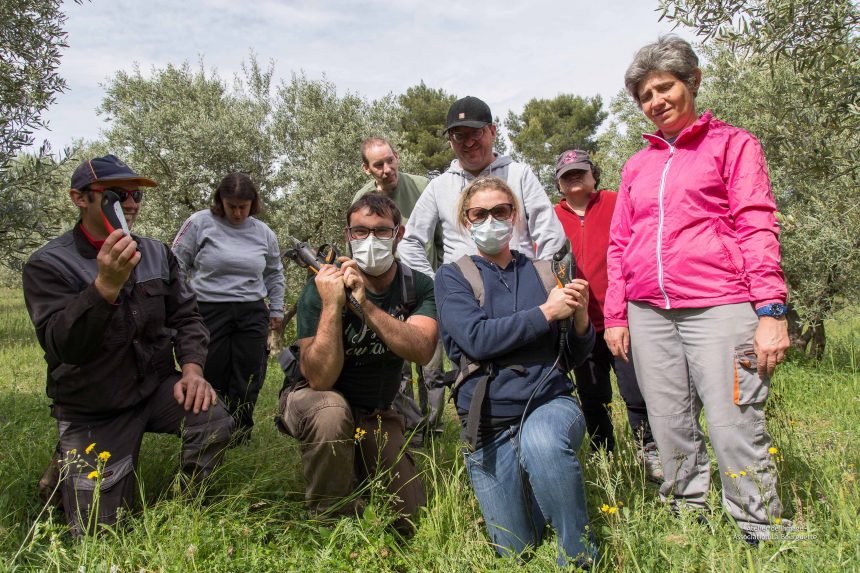 La taille des oliviers en image