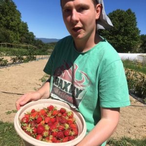 FAM Les Capelières: une belle récolte de fraises FAM Les Capelières: une belle récolte de fraises