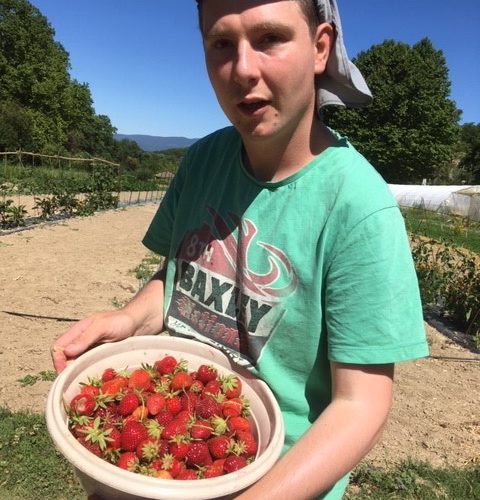 FAM Les Capelières: une belle récolte de fraises FAM Les Capelières: une belle récolte de fraises
