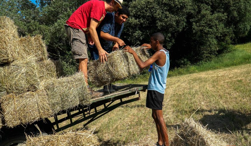 La moisson du foin La moisson du foin