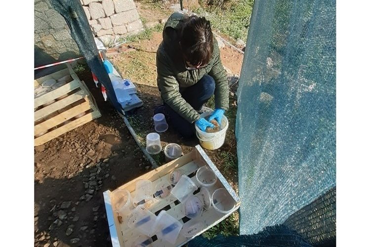 Coralie émiette la semence